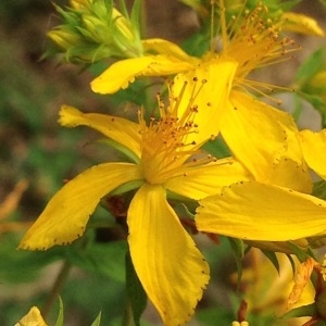 Photographie n°239524 du taxon Hypericum perforatum L. [1753]