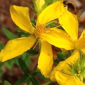 Photographie n°239525 du taxon Hypericum perforatum L. [1753]