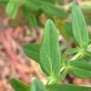 Photographie n°239526 du taxon Hypericum perforatum L. [1753]