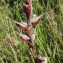  Liliane Roubaudi - Serapias vomeracea (Burm.f.) Briq. [1910]