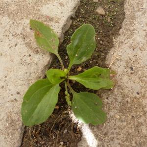 Photographie n°239554 du taxon Plantago major L.