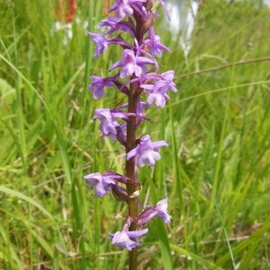 Photographie n°239561 du taxon Gymnadenia conopsea (L.) R.Br.