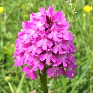 Photographie n°239570 du taxon Anacamptis pyramidalis (L.) Rich. [1817]