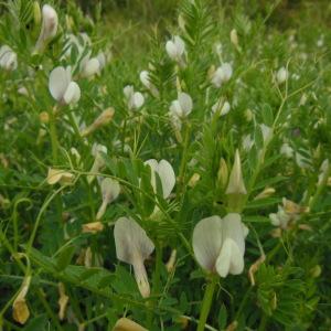 Photographie n°239571 du taxon Vicia lutea L.