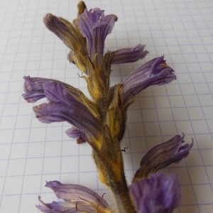 Photographie n°239573 du taxon Orobanche purpurea Jacq.