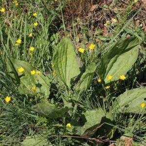 Photographie n°239682 du taxon Plantago major L.