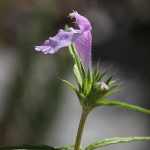 Photographie n°239700 du taxon Galeopsis angustifolia Ehrh. ex Hoffm. [1804]