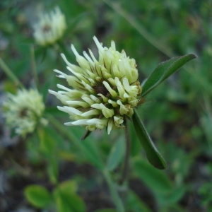 Photographie n°239722 du taxon Trifolium ochroleucon Huds. [1762]