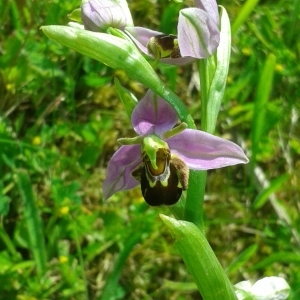 Photographie n°239746 du taxon Ophrys apifera Huds. [1762]