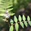  Liliane Roubaudi - Vicia pannonica subsp. striata (M.Bieb.) Nyman [1878]