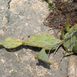 Photographie n°239807 du taxon Opuntia stricta (Haw.) Haw. [1812]