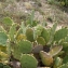  Liliane Roubaudi - Opuntia stricta (Haw.) Haw. [1812]