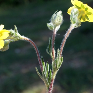 Photographie n°239812 du taxon Potentilla hirta L. [1753]