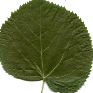 Photographie n°239831 du taxon Tilia cordata Mill. [1768]