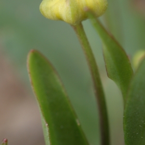 Photographie n°239839 du taxon Ranunculus ophioglossifolius Vill. [1789]