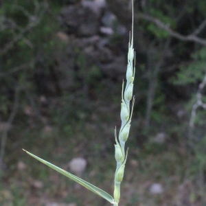 Aegilops cylindrica var. fuliginosa Popova (Égilope cylindrique)