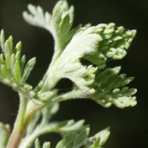 Photographie n°239908 du taxon Artemisia molinieri Quézel, M.Barbero & R.J.Loisel [1966]