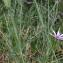  Liliane Roubaudi - Tragopogon geropogon Rouy [1908]