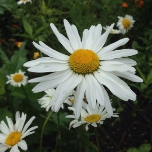 Photographie n°239960 du taxon Leucanthemum vulgare Lam. [1779]