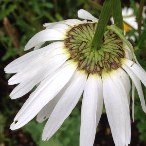 Photographie n°239962 du taxon Leucanthemum vulgare Lam. [1779]