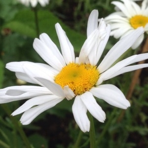 Photographie n°239963 du taxon Leucanthemum vulgare Lam. [1779]