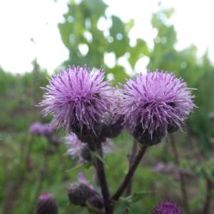 Photographie n°239998 du taxon Cirsium arvense (L.) Scop. [1772]