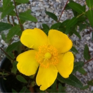 Photographie n°240011 du taxon Hypericum x hidcoteense Hilling ex Geerinck