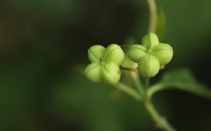 John De Vos, le 31 mai 2014 (Rouet (Lamalou))