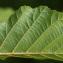  John De Vos - Alnus glutinosa (L.) Gaertn.