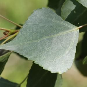 Photographie n°240025 du taxon Populus L.