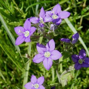 Photographie n°240038 du taxon Legousia speculum-veneris (L.) Chaix