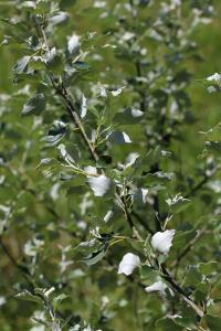 John De Vos, le 31 mai 2014 (Rouet (Lamalou))