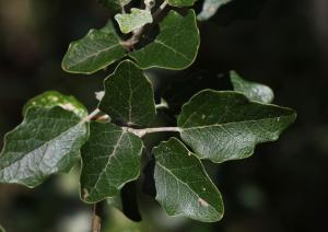 John De Vos, le 31 mai 2014 (Rouet (Lamalou))