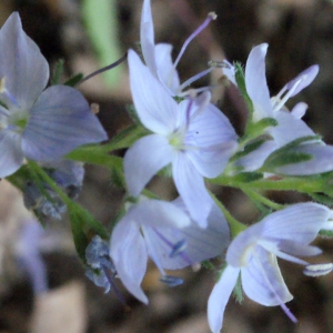 Photographie n°240090 du taxon Veronica austriaca L. [1759]