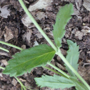 Photographie n°240093 du taxon Veronica austriaca L. [1759]