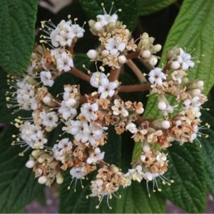 Photographie n°240121 du taxon Viburnum rhytidophyllum Hemsl. [1888]