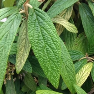 Photographie n°240125 du taxon Viburnum rhytidophyllum Hemsl. [1888]