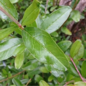 Photographie n°240130 du taxon Punica granatum L. [1753]