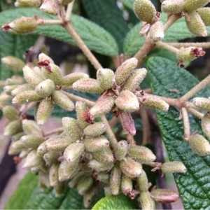 Photographie n°240131 du taxon Viburnum rhytidophyllum Hemsl. [1888]