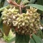  Pierre Bonnet - Viburnum rhytidophyllum Hemsl. [1888]