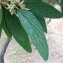  Pierre Bonnet - Viburnum rhytidophyllum Hemsl. [1888]