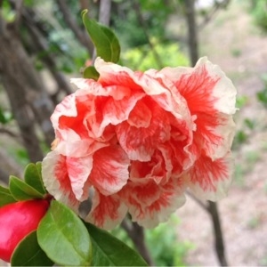 Photographie n°240137 du taxon Punica granatum L. [1753]