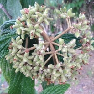 Photographie n°240141 du taxon Viburnum rhytidophyllum Hemsl. [1888]