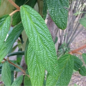 Photographie n°240142 du taxon Viburnum rhytidophyllum Hemsl. [1888]