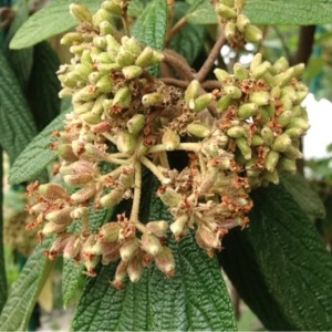 Photographie n°240143 du taxon Viburnum rhytidophyllum Hemsl. [1888]