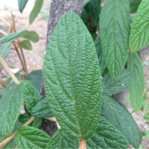 Photographie n°240144 du taxon Viburnum rhytidophyllum Hemsl. [1888]