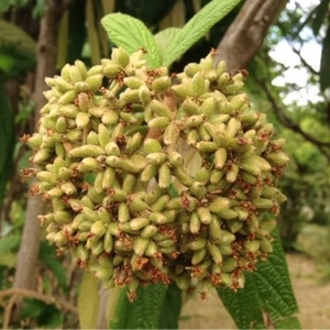 Photographie n°240145 du taxon Viburnum rhytidophyllum Hemsl. [1888]