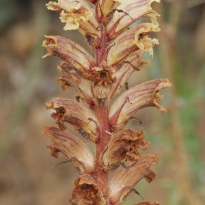 Photographie n°240147 du taxon Orobanche artemisiae-campestris Vaucher ex Gaudin [1829]