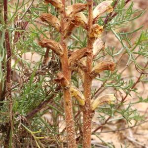 Photographie n°240148 du taxon Orobanche artemisiae-campestris Vaucher ex Gaudin [1829]