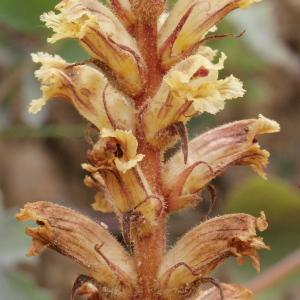 Orobanche artemisiae-campestris Vaucher ex Gaudin (Orobanche de l'armoise des champs)